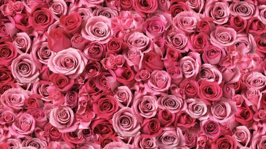 large pattern of pink roses